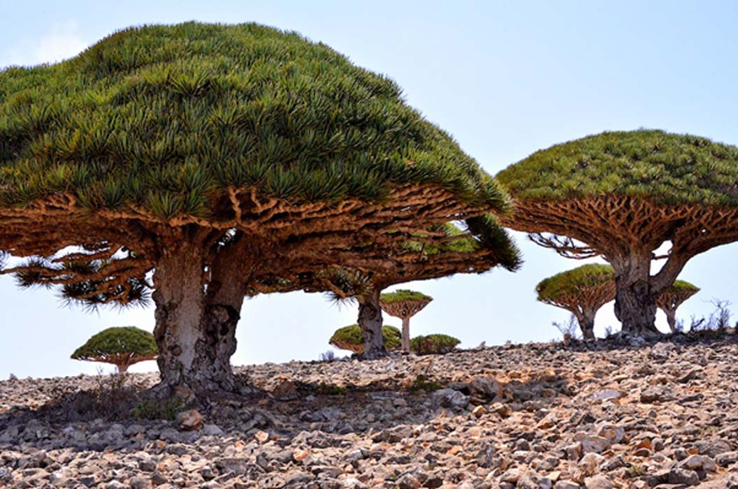 Lost-World-of-Socotra.jpg