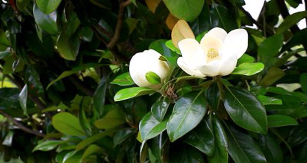 Image result for white magnolia