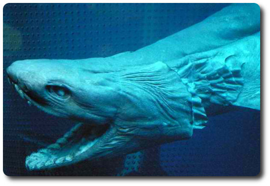 frilled-shark-top1.jpg
