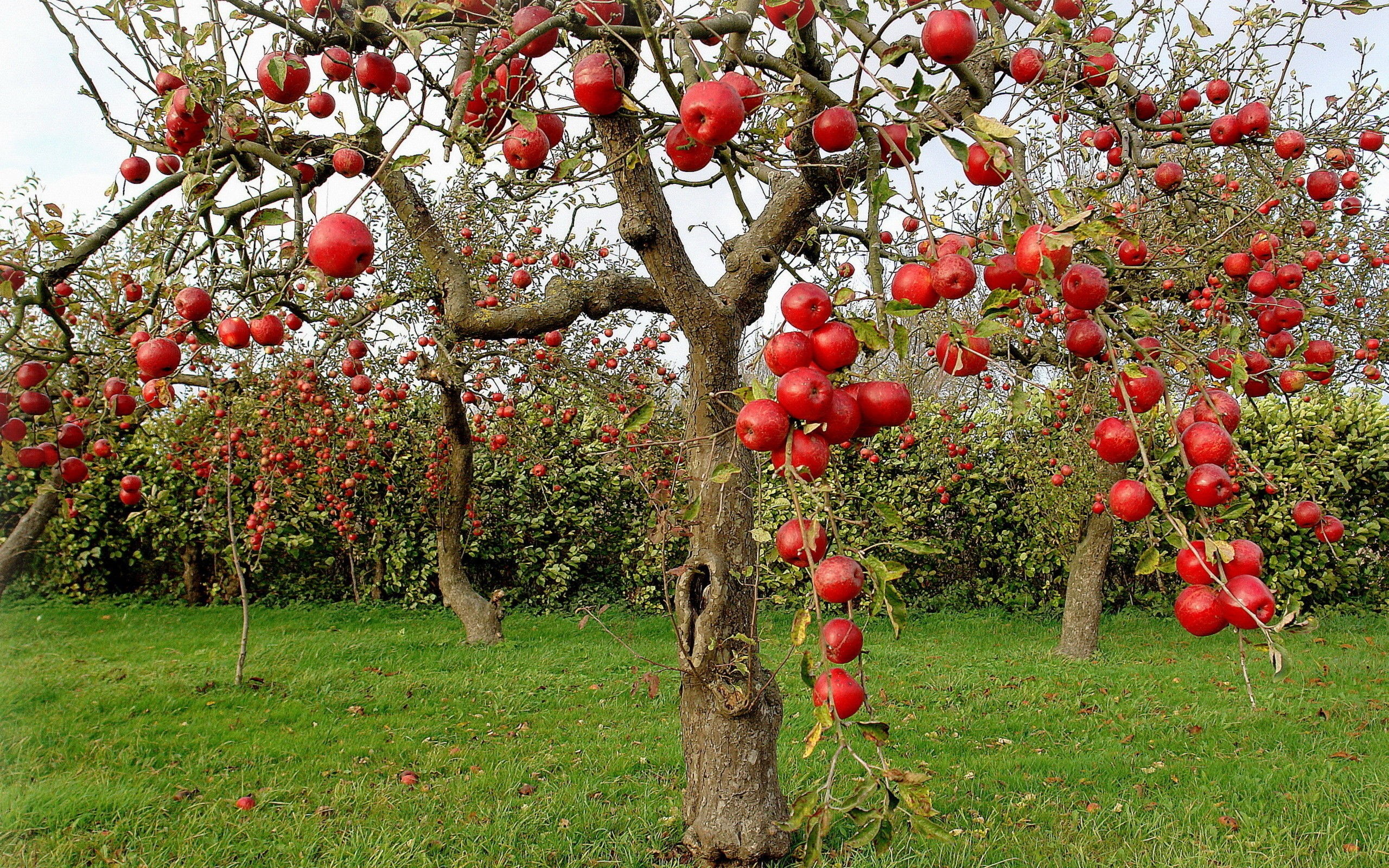 apple-tree-wallpapers.jpg