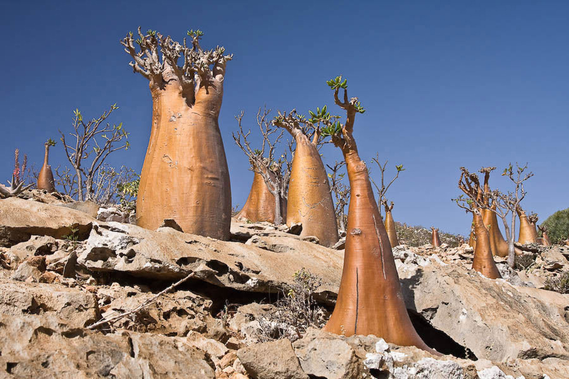 Socotra-Island-in-Yemen-1.jpg