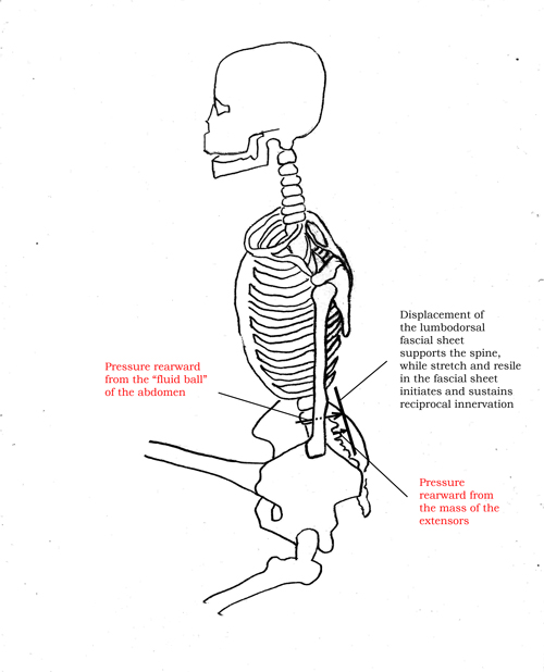 skeleton-side-red-text-innervation-arrow