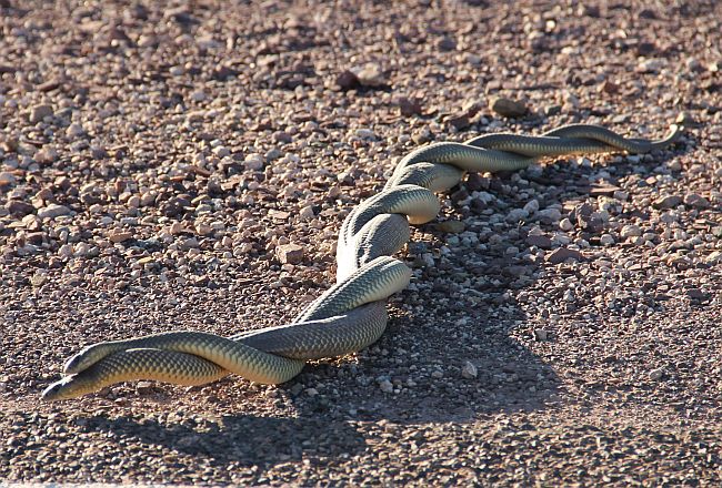 snakes_mating.jpg