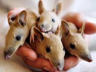 animals, animals, animals — likeit: Bandicoot, coot, coot, coot.  BANDICOOT...