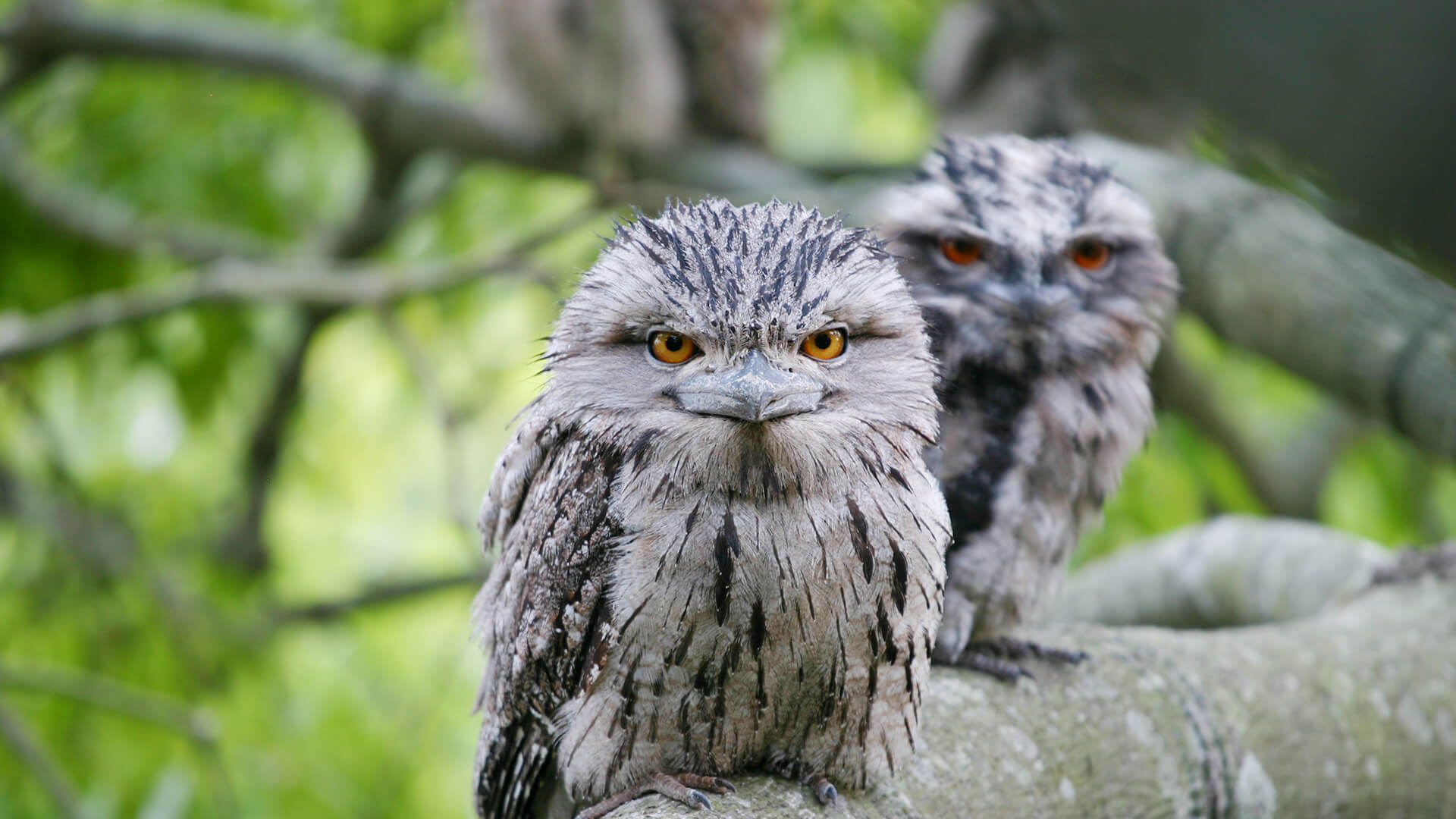 animals_hero_frogmouth.jpg
