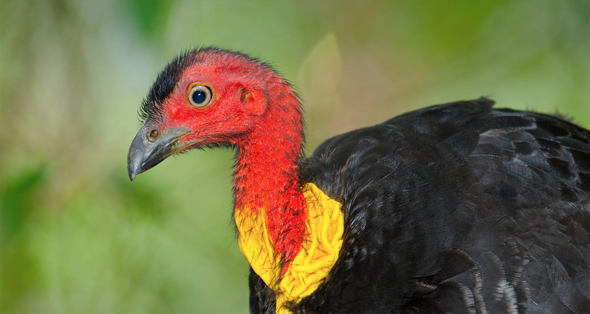 animals_hero_brushturkey.jpg