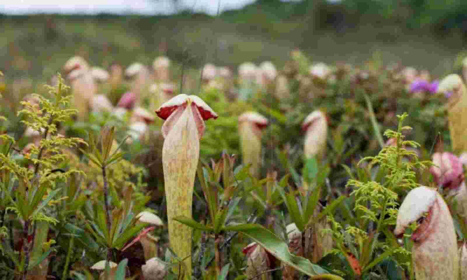 1600x960_347915-penis-plant.jpg