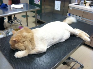 A Lion Shave Can Keep Kitty Cool and Comfortable - Belle Mead Animal  Hospital