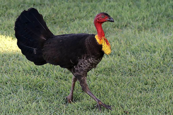 Australian-Scrub-turkey-600x400_DxO.jpg