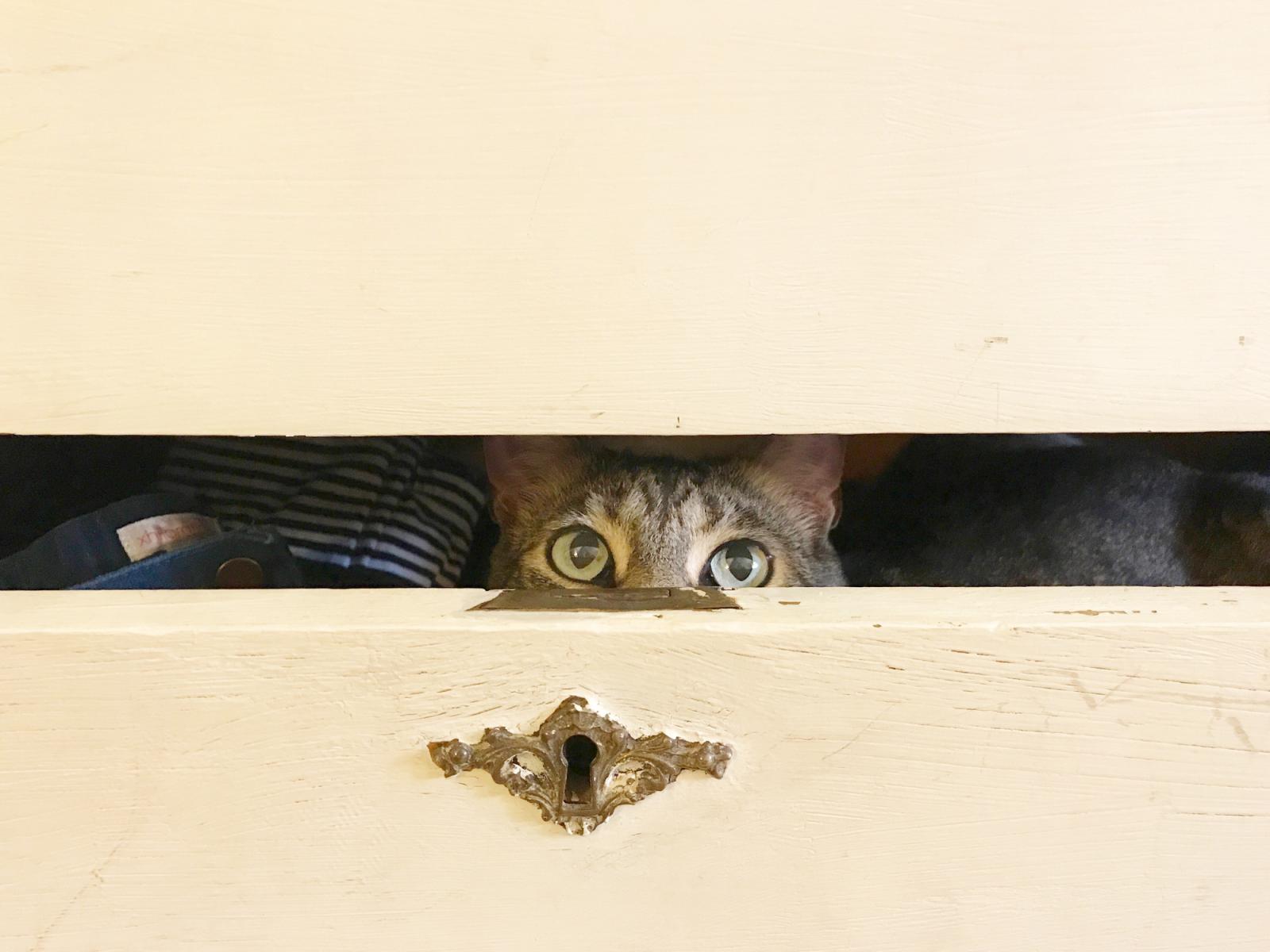 hiding-kitty-kitty.jpg