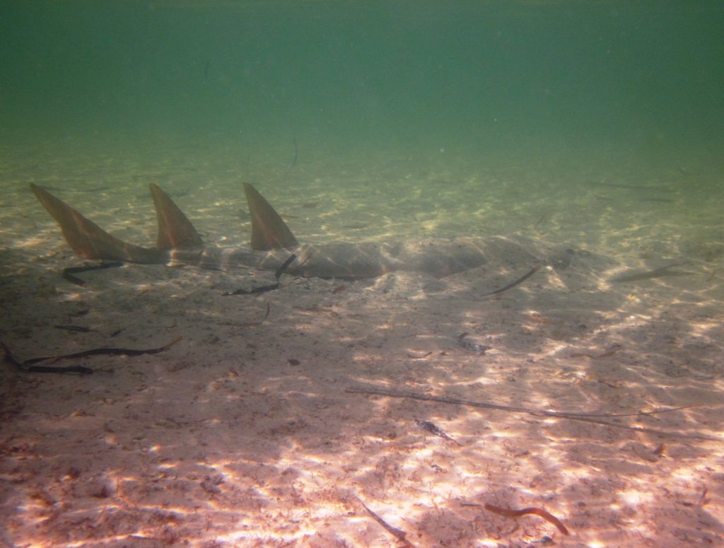 Shovel-nose-rays-1024x775.jpg