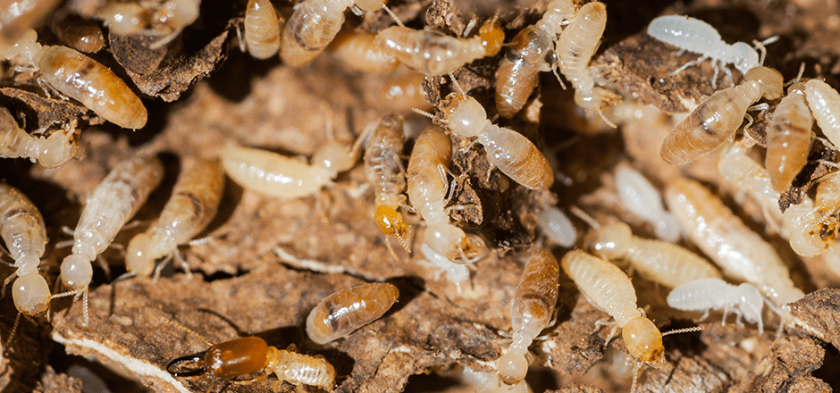 termites-near-home.png