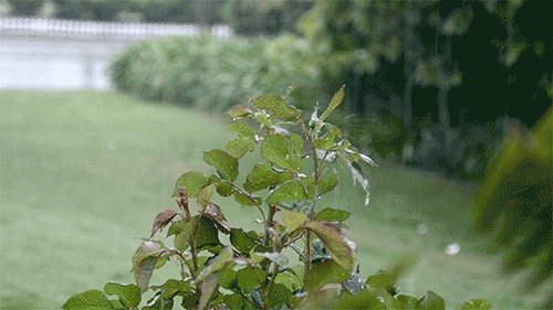 k9vWRG.gif