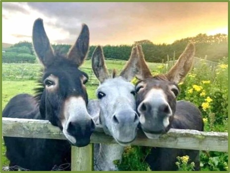 Solve Happy Donkeys With A Happy Donkey Video! jigsaw puzzle online with 35  pieces