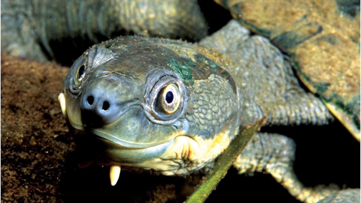 190110-turtle-full-1440x810.jpg