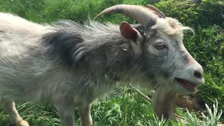 old-goat-with-a-beard-grazes-on-a-rope_r