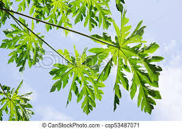Image result for papaya leaf stem