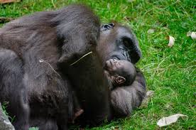 Image result for chimpanzee sleeping"