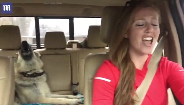 Shepherd dog sings along to 'We are the champions' | Daily Mail Online