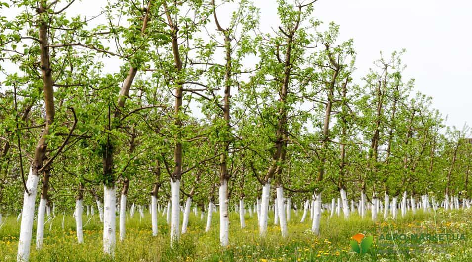 Правила побелки деревьев весной от Agro Market