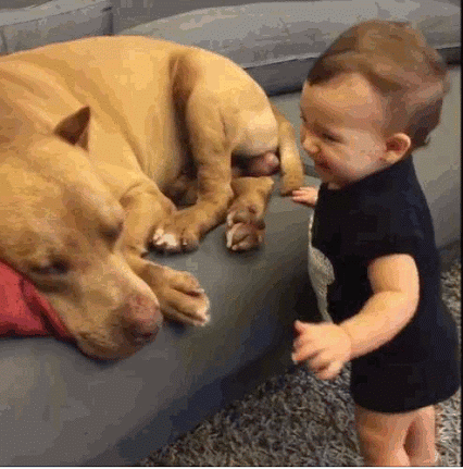 Baby love dog animated GIF