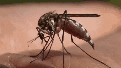 mosquito-gif-9.gif