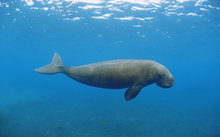 large-Dugong-photo.jpg