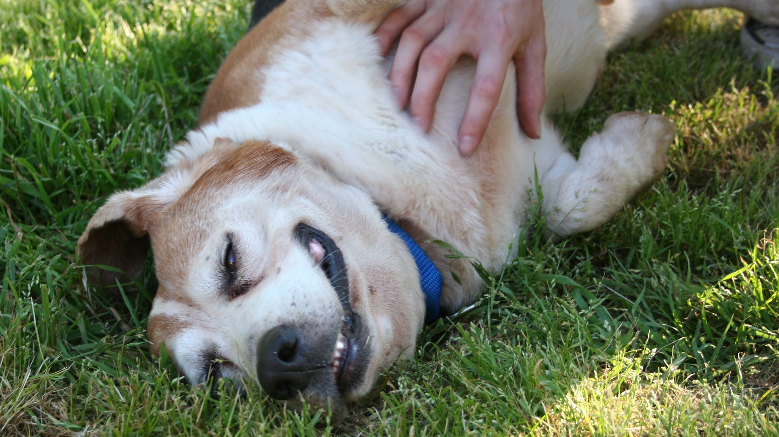 cropped-Dog-belly-rub-scaled-2.jpg