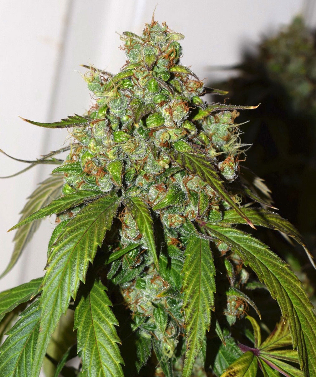 460-auto-daiquiri-lime.jpg