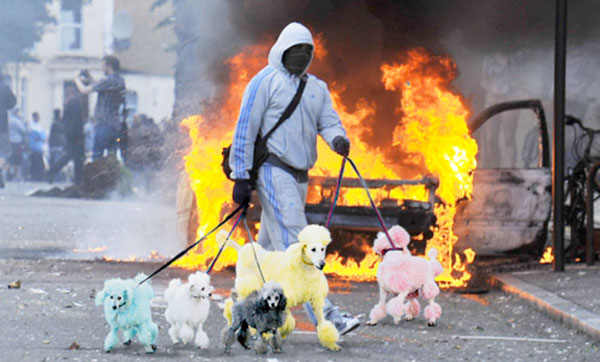 londonlooter-poodles-HOME.jpg