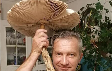 В Вилейке прямо в городе нашли гигантский гриб-зонтик - Новости Беларуси -  Хартия'97