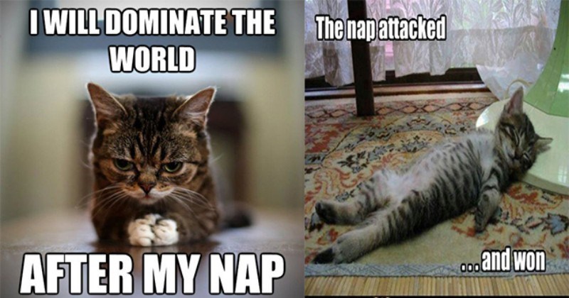 nap tired funny memes Memes animal memes animals - 7223301