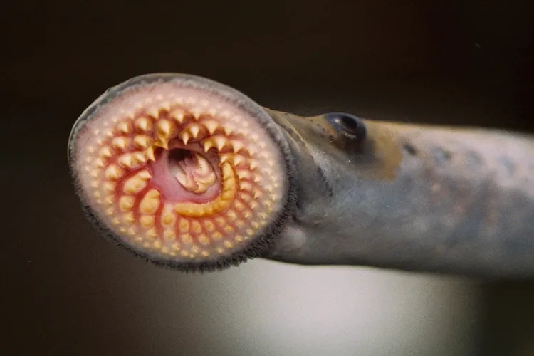 sea-lamprey-8741578394-web.jpg