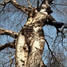 0c40236e60e5088ced438f4025b21e69--tree-w