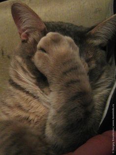 25 Facepalm. ideas | cute animals, animals, animals wild