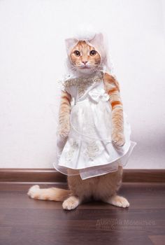 Cat Nightgown