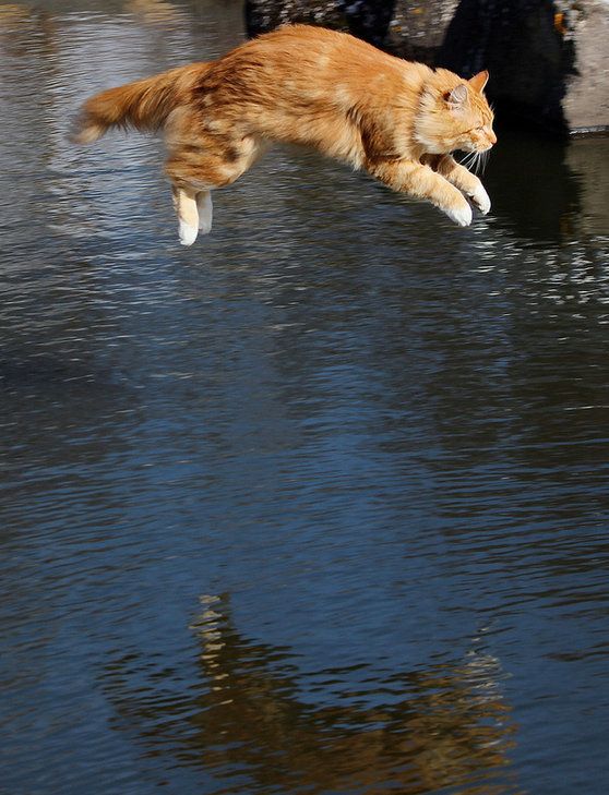 KÃ¶tturinn fljÃºgandi.. / The flying cat.. Un gatto... | Cats, Flying cat,  Beautiful cats