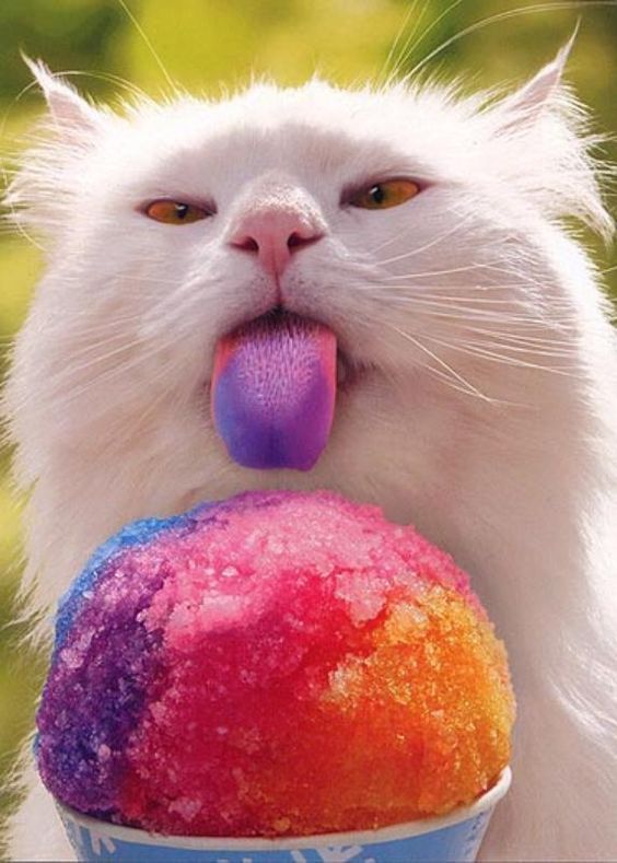 Cute cat licking colorful ice cream #icecream #cat #whitecat