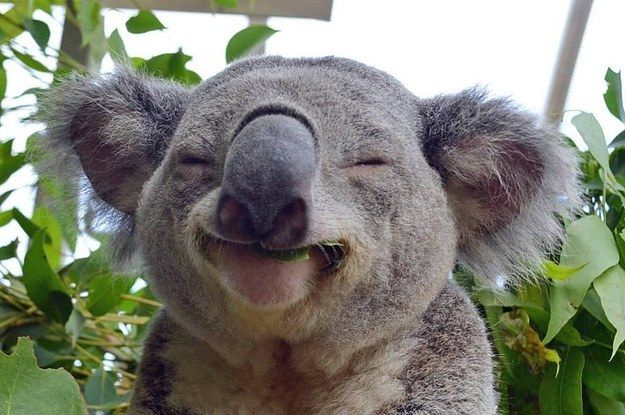 19 Pictures That Prove Koalas Are Totally Badass