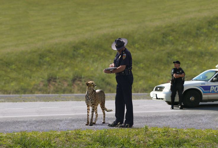 cheetah getting booked | Speeding tickets, Funny pictures, Current movies