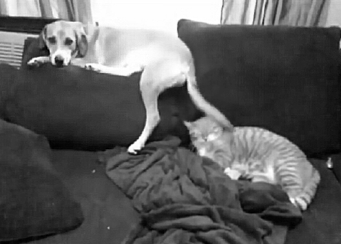 49 Of The Most Important Dog GIFs Of All Time