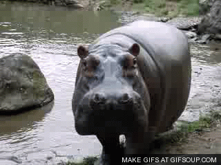 Underdogs of the Animal World: Hippos
