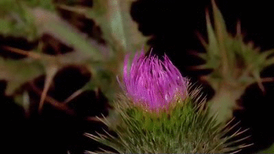 de61f1f25c4fa42a584c9ee396ffd912.gif