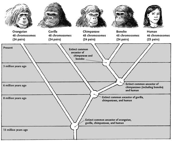 Simplified guide depicting the main branches of ape-human evolution :  r/coolguides