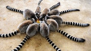 😻 10 Awesome And Unusual Pets 🐌
