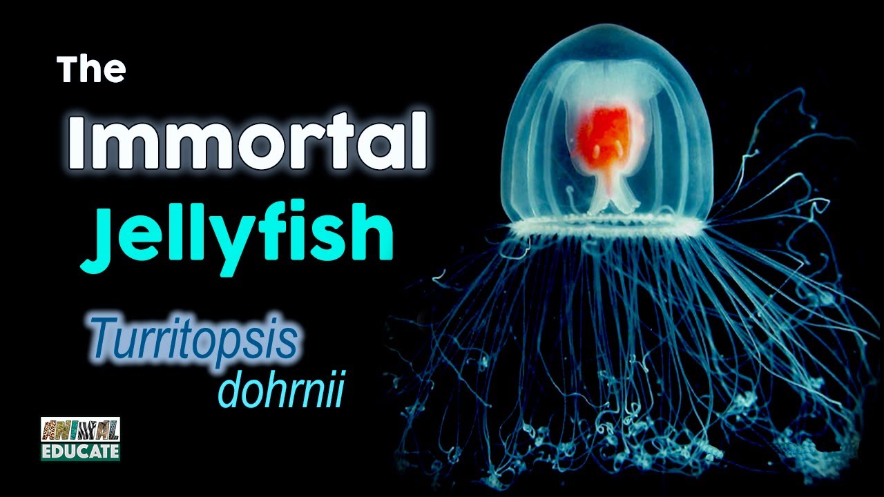 The Immortal Jellyfish - Turritopsis dohrnii