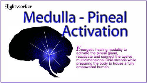 Medulla-Pineal-Activation.jpg?w=500&ssl=