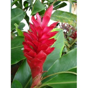 Image result for ginger plant