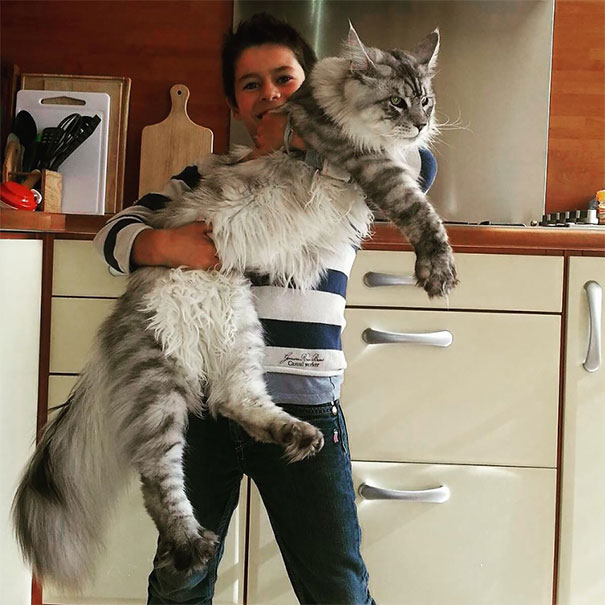 01-huge-cats-maine-coon-tiny-owners.jpg