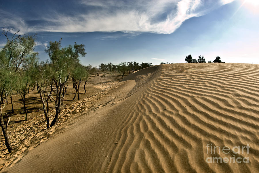 5-desert-tamarix-trees-dan-yeger.jpg